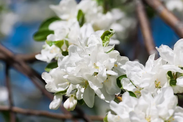 Apple flowers — Stock Photo, Image