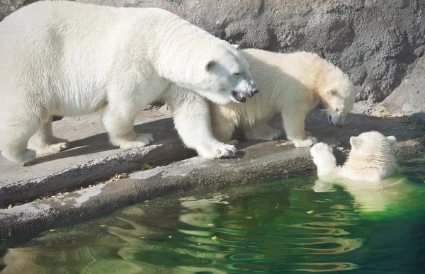 Polar bears — Stock Photo, Image