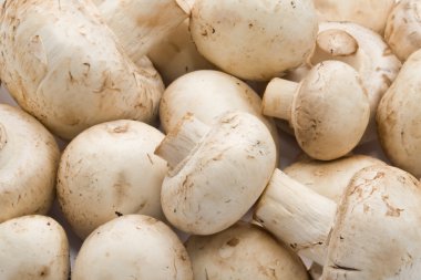 champignon mantarları