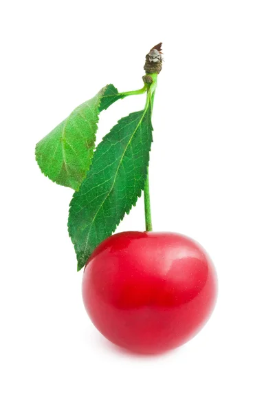 Cereza roja — Foto de Stock