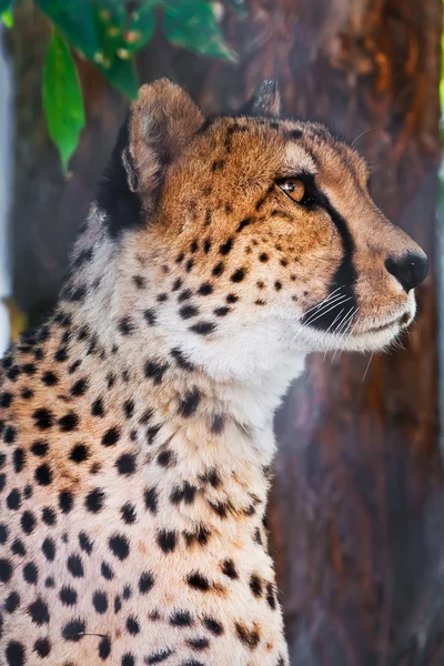 Cheetah — Stock Photo, Image