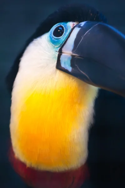 Toucan — Photo