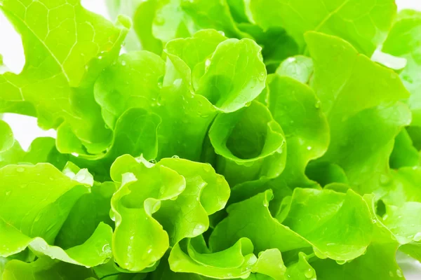 Lettuce — Stock Photo, Image