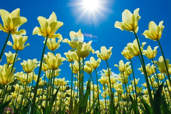 Tulpenblüten — Stockfoto