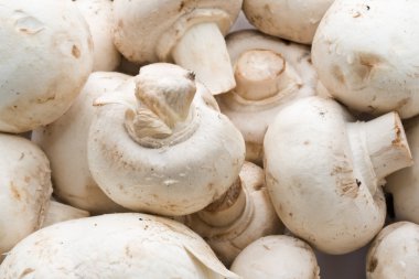 champignon mantarları