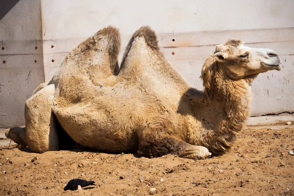 骆驼 — 图库照片