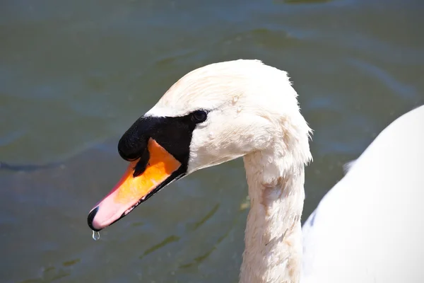 Cigno bianco — Foto Stock