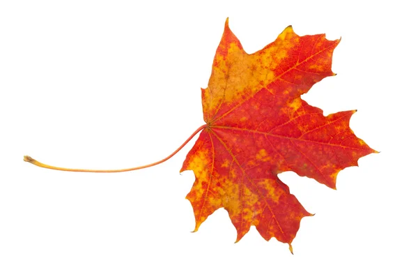 Maple leaf — Stock Photo, Image