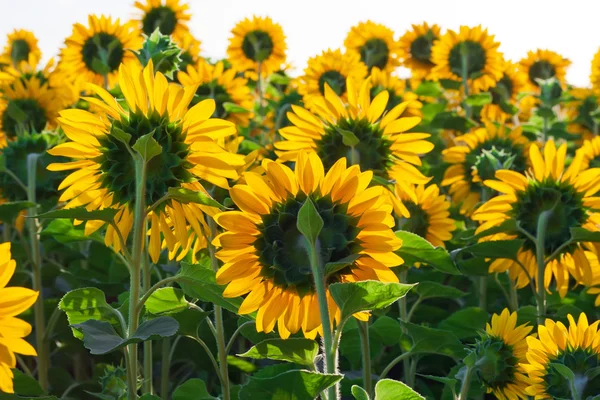 Girasoles — Foto de Stock