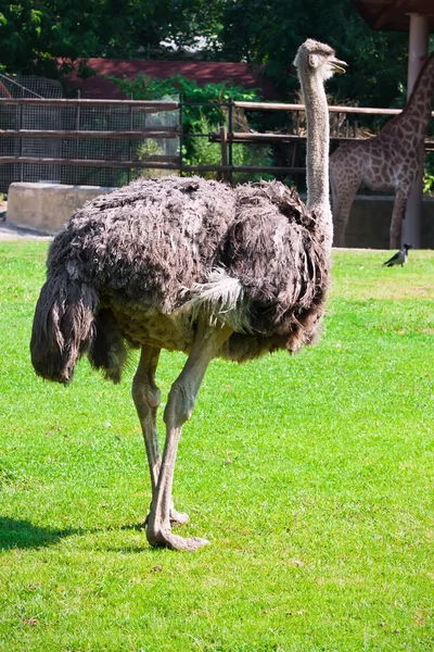 Strauß — Stockfoto