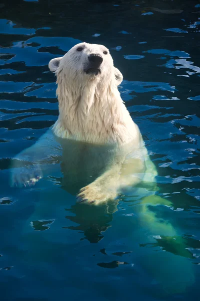 Белый медведь Стоковое Изображение