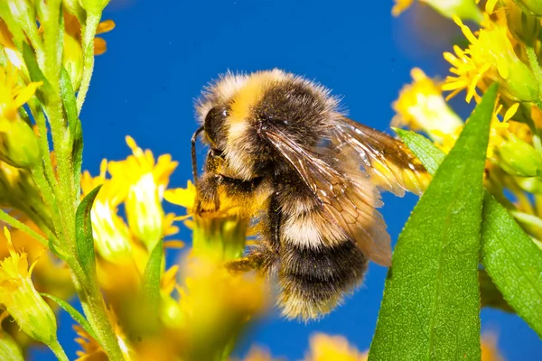 Bumblebee Przewodniczący — Zdjęcie stockowe