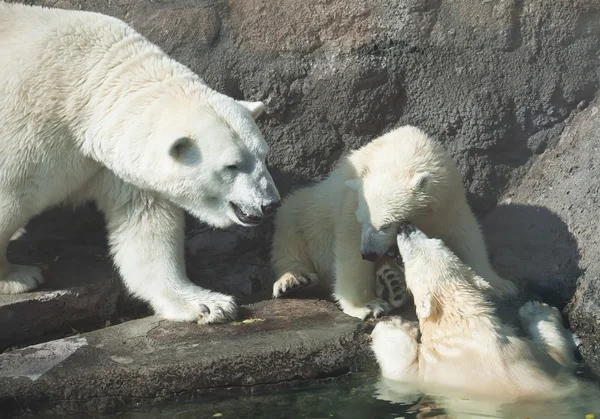 Polar bears Stock Picture