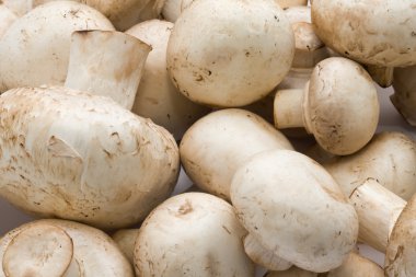 champignon mantarları