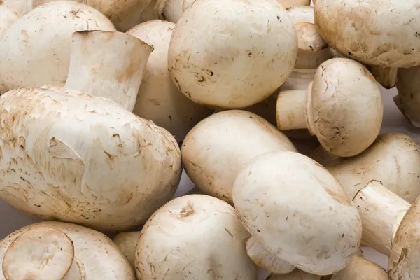 Champignon paddestoelen — Stockfoto