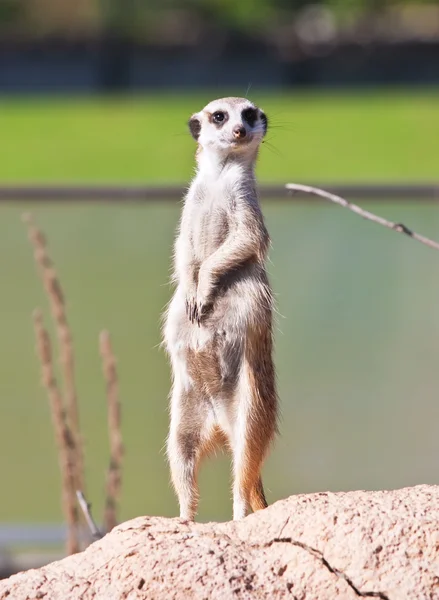 Erdmännchen — Stockfoto