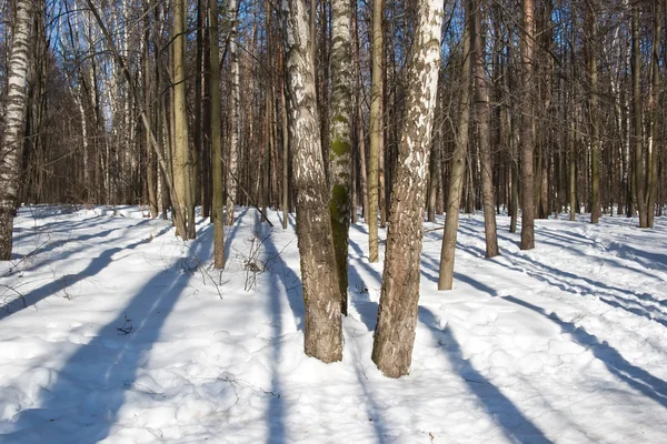 Winterbos — Stockfoto