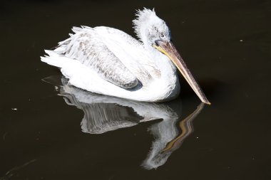 pelikan
