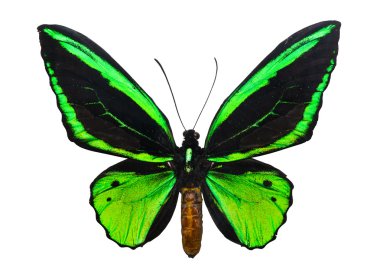 Kelebek ornithoptera priamus