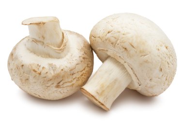 champignon mantarları