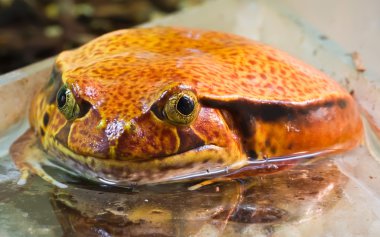 Dyscophus guineti