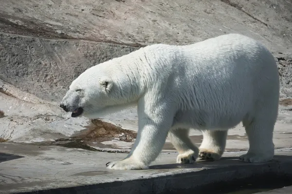 Eisbär — Stockfoto