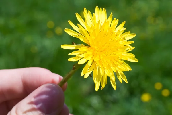 Dandelion — Stock Photo, Image