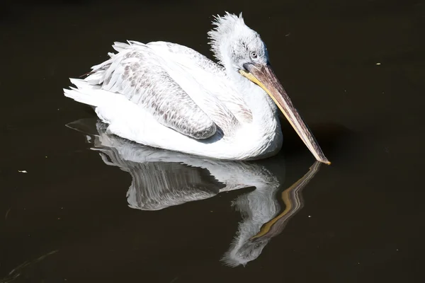 Pelikán — Stock fotografie