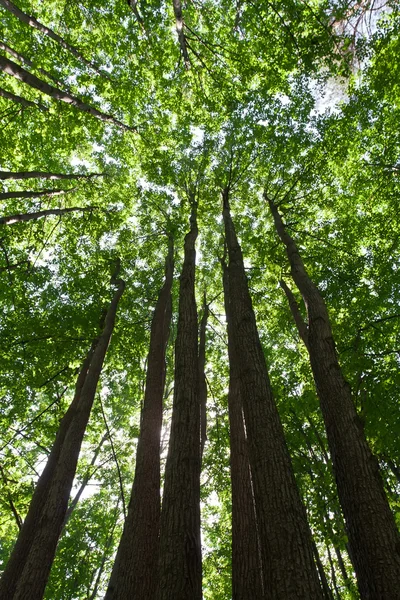 Grön skog — Stockfoto