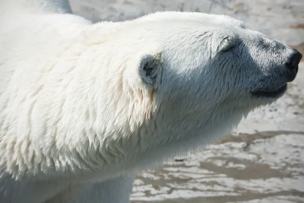 Urso polar — Fotografia de Stock