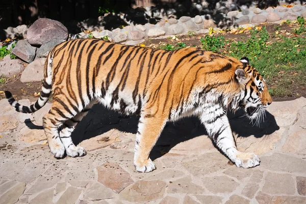 Tigre — Foto de Stock