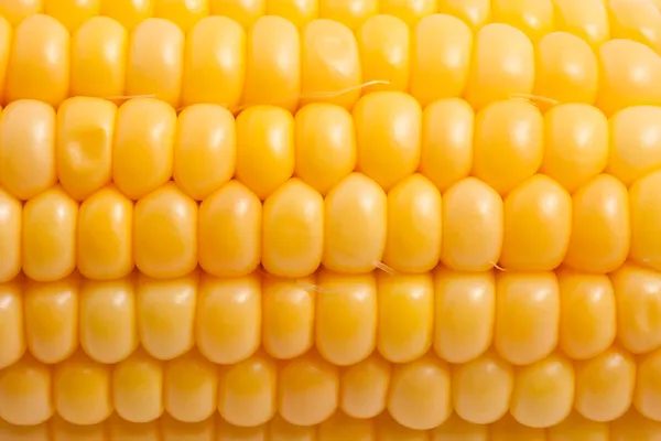 Corn — Stock Photo, Image