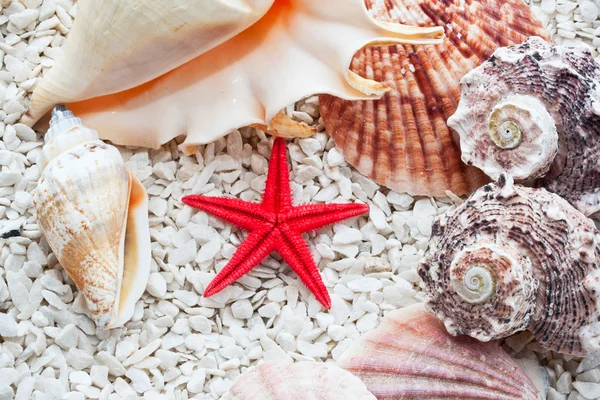 Seashells — Stock Photo, Image