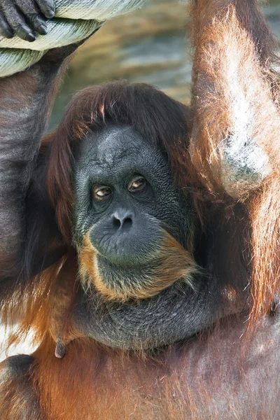 Orang-Utan — Stockfoto