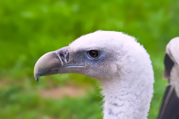 White-backed Vulture — Stock Photo, Image