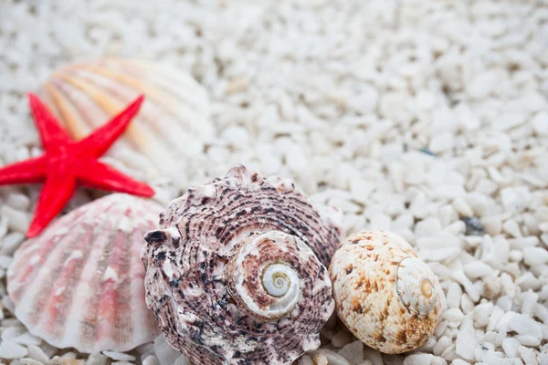 Seashells — Stock Photo, Image