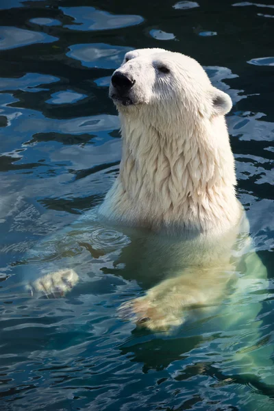 Isbjörn — Stockfoto