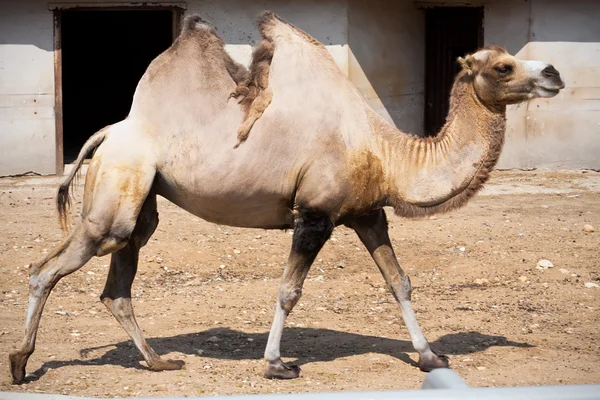 Camel — Stock Photo, Image