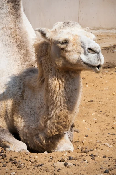 Camel — Stock Photo, Image