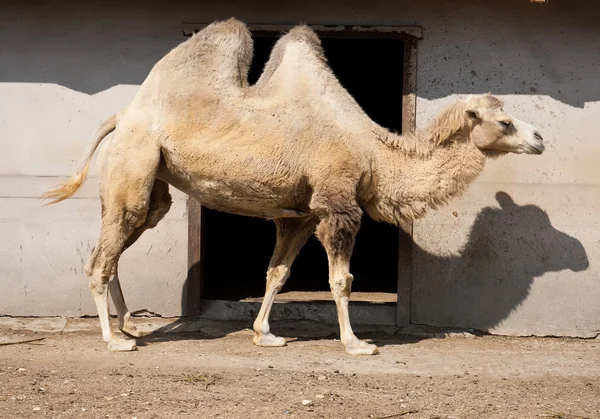 Camel — Stock Photo, Image