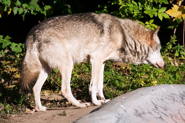 Wolf — Stock Photo, Image