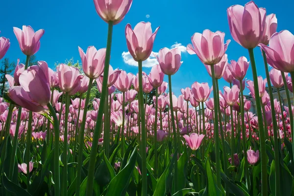 Fiori di tulipano — Foto Stock