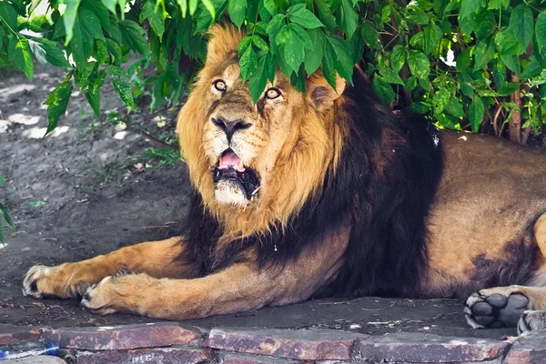 Lion — Stock Photo, Image