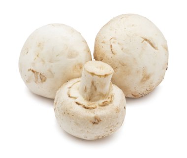 champignon mantarları