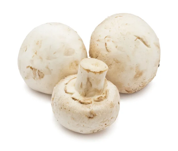 Funghi Champignon — Foto Stock