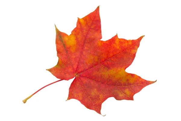 Maple leaf — Stock Photo, Image