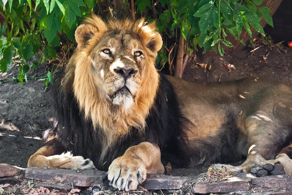 León. — Foto de Stock