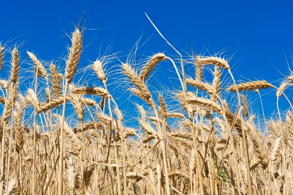 Campo di grano — Foto Stock