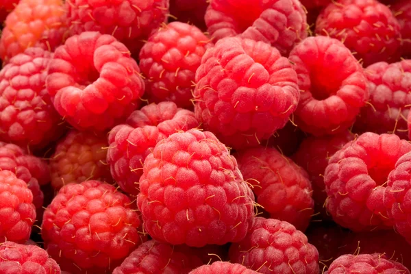 Raspberries Royalty Free Stock Images