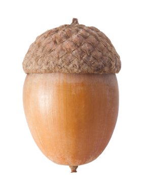 palamut